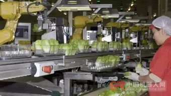 68臺工業(yè)機器人日處理55萬棵蔬菜，傳統(tǒng)蔬菜工人面臨轉(zhuǎn)型挑戰(zhàn)