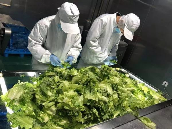 振興動(dòng)態(tài) | 新品種引領(lǐng)餐桌革命，萬科農(nóng)業(yè)以即食蔬菜打開市場新藍(lán)海